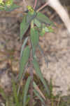 Greater Florida spurge